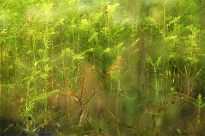 Custom Made Living Walls,
Self Sustained Worlds.
